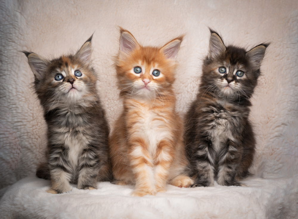 Maine Coon Cattery in PA: Find Top Breeders and Healthy Kittens for Sale