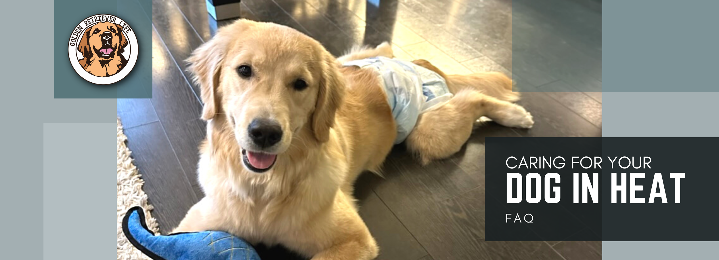 Understanding the Golden Retriever Heat Cycle: What Every Dog Owner Should Know