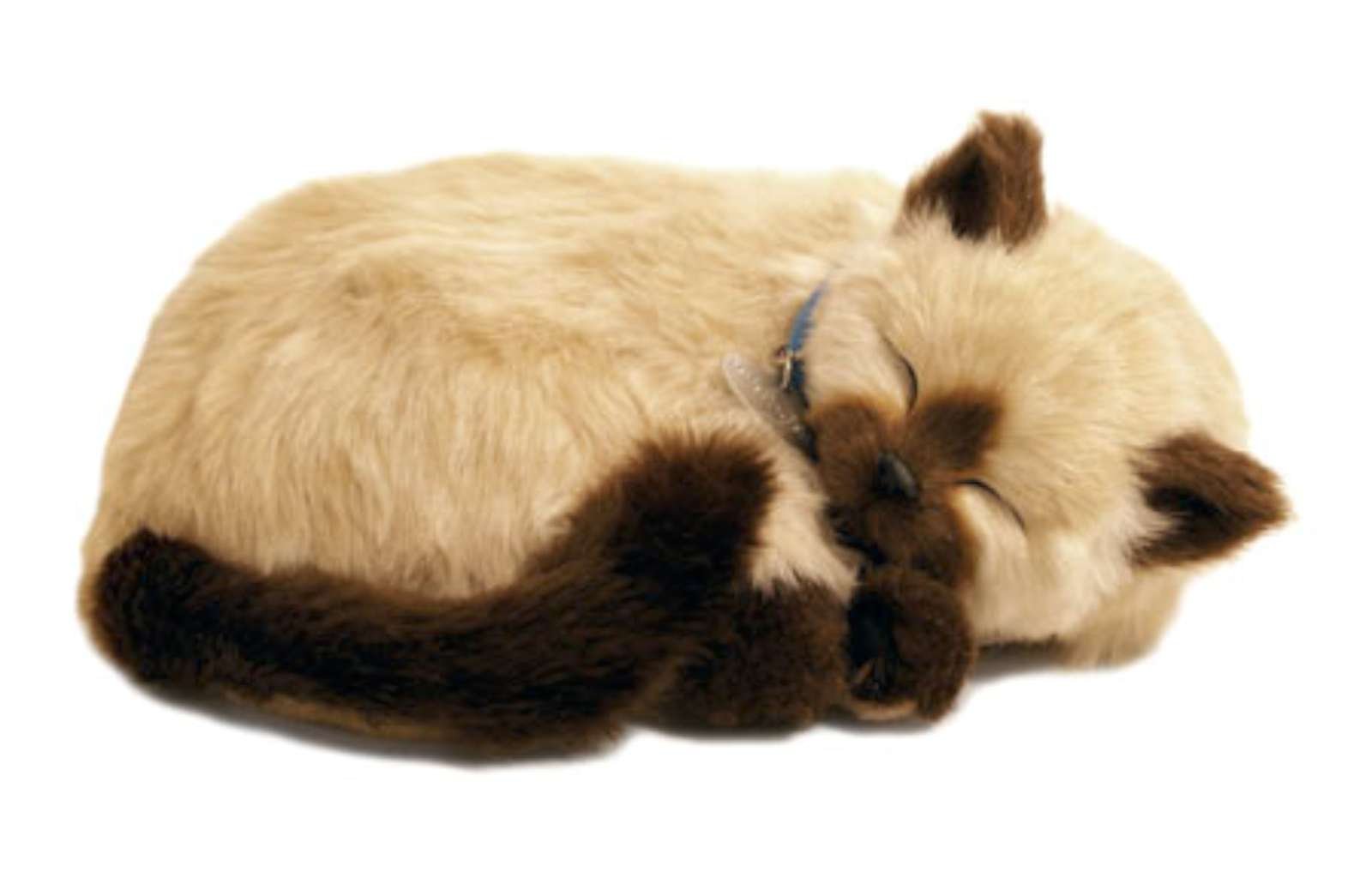 Mini Siamese Cat: The Perfect Tiny Companion for Your Home