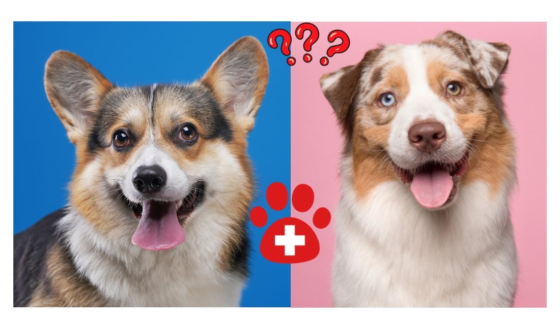 Everything You Need to Know About the Aussie Corgi Mix: Characteristics & Care