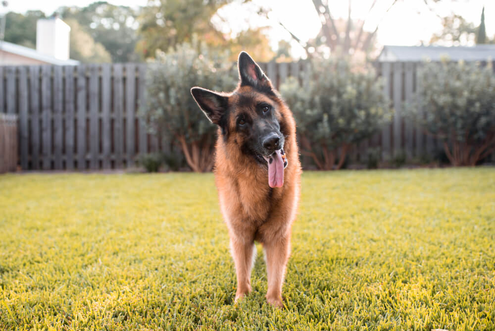 Top Picks for the Best Dog Food for German Shepherds in 2024