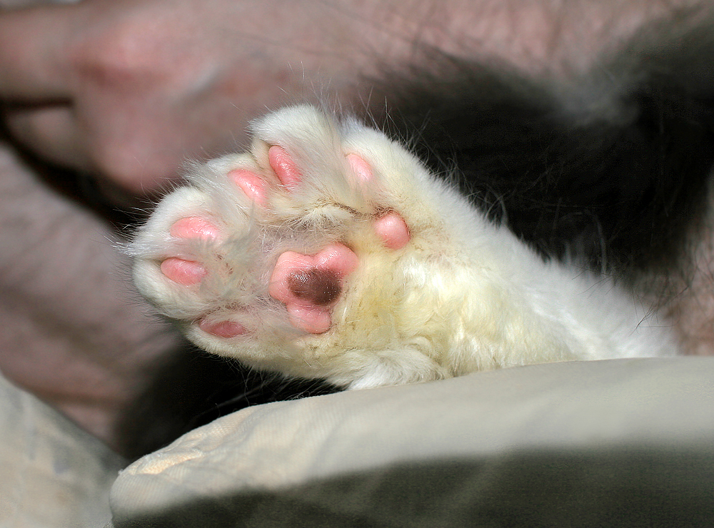 Maine Coon Cats and Their Toes: How Many Do They Really Have?