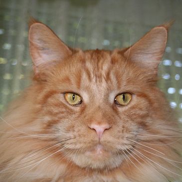 Discover Premier Maine Coon Catteries in NC for Healthy Kittens