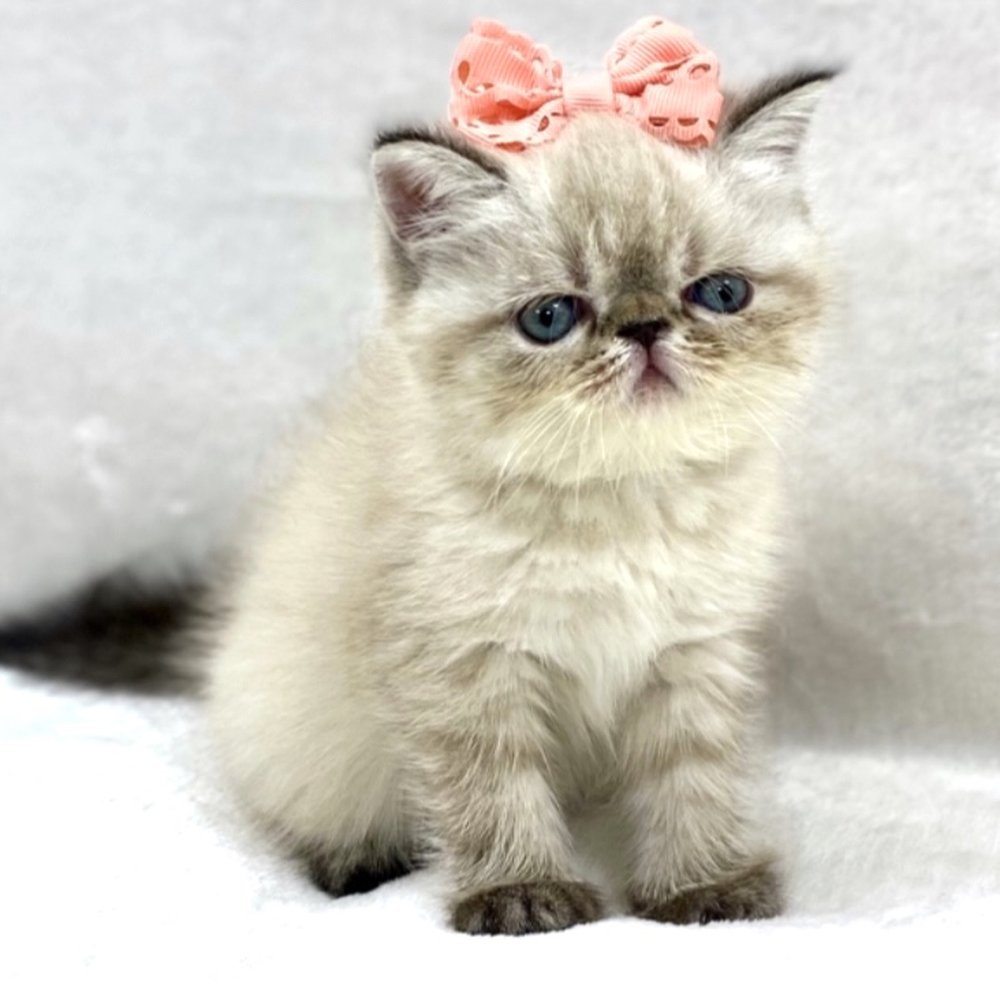 Top Persian Cat Breeders Near Me: Find Healthy Kittens for Sale