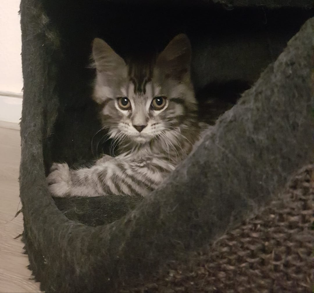 Maine Coon Cats Scratching Furniture? Heres Why and How to Fix it