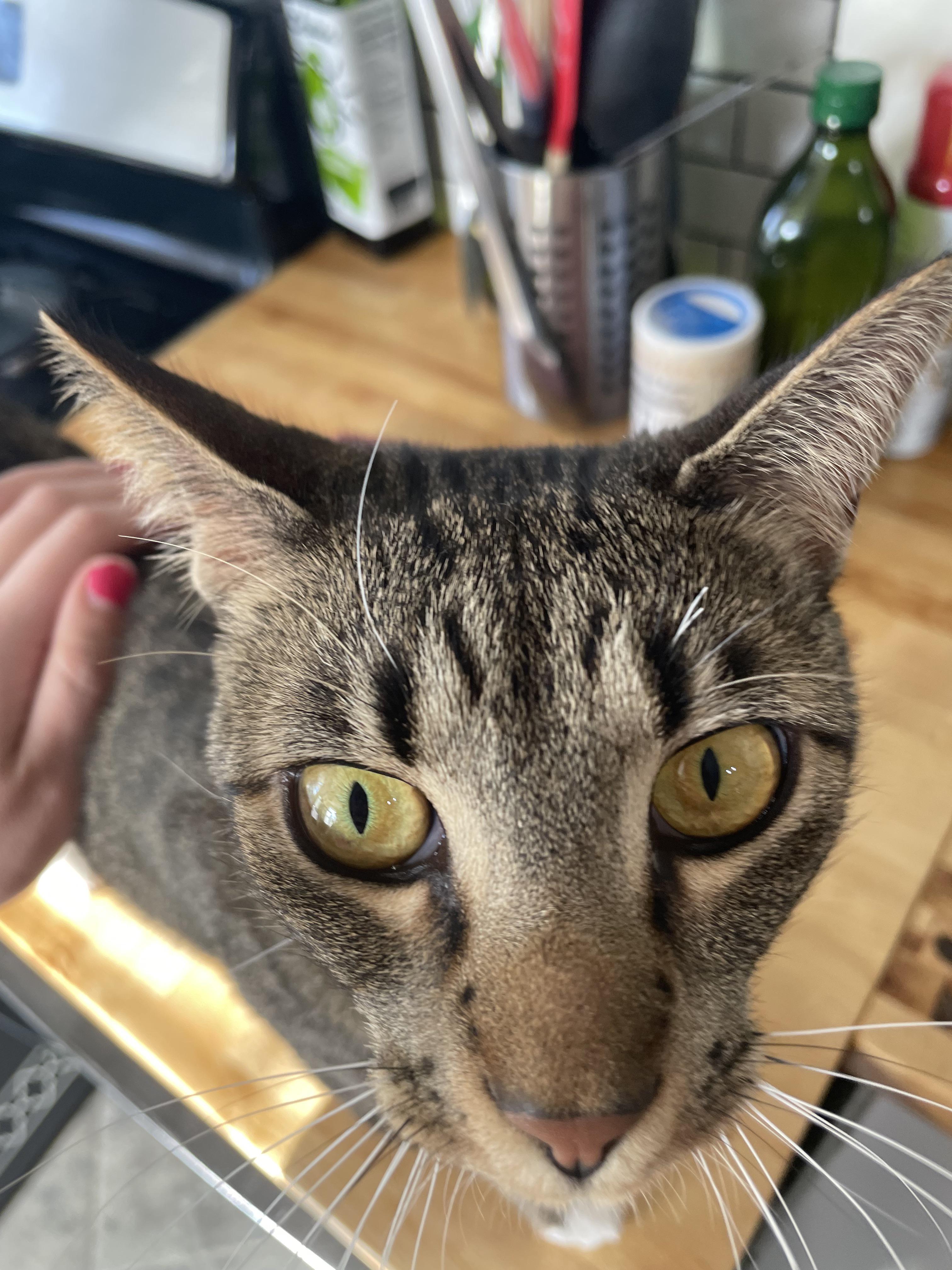 Do Cats Whiskers Grow Back After Being Cut or Broken?