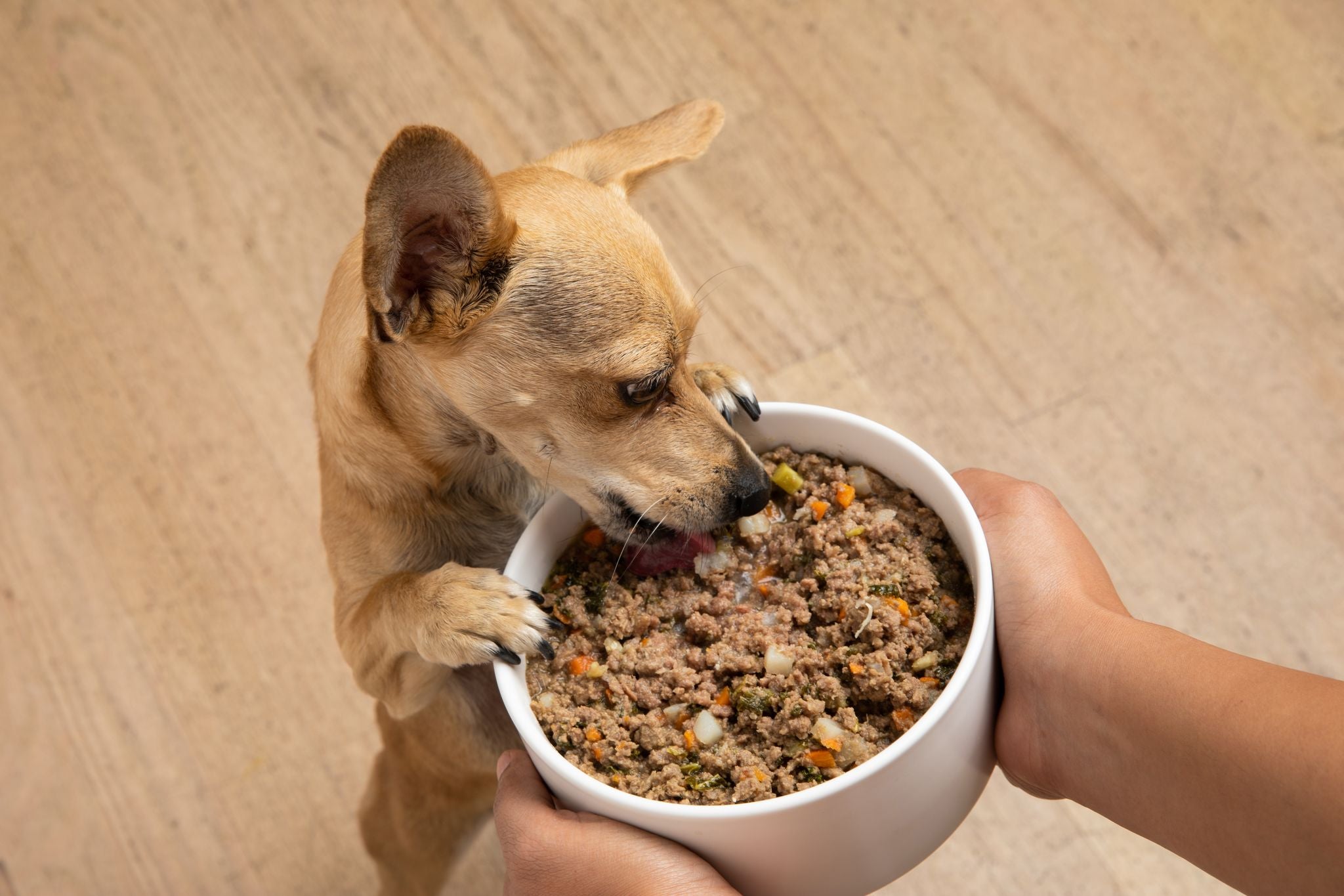Best Dog Food for Cushings: Diet Tips for Your Pup