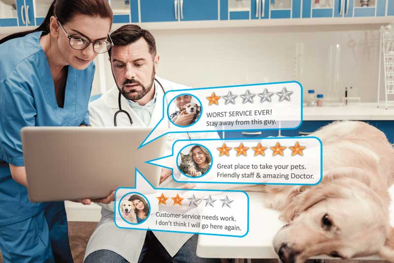 NetViet Review: Your Go-To Platform for Reliable Pet Care Knowledge and Community