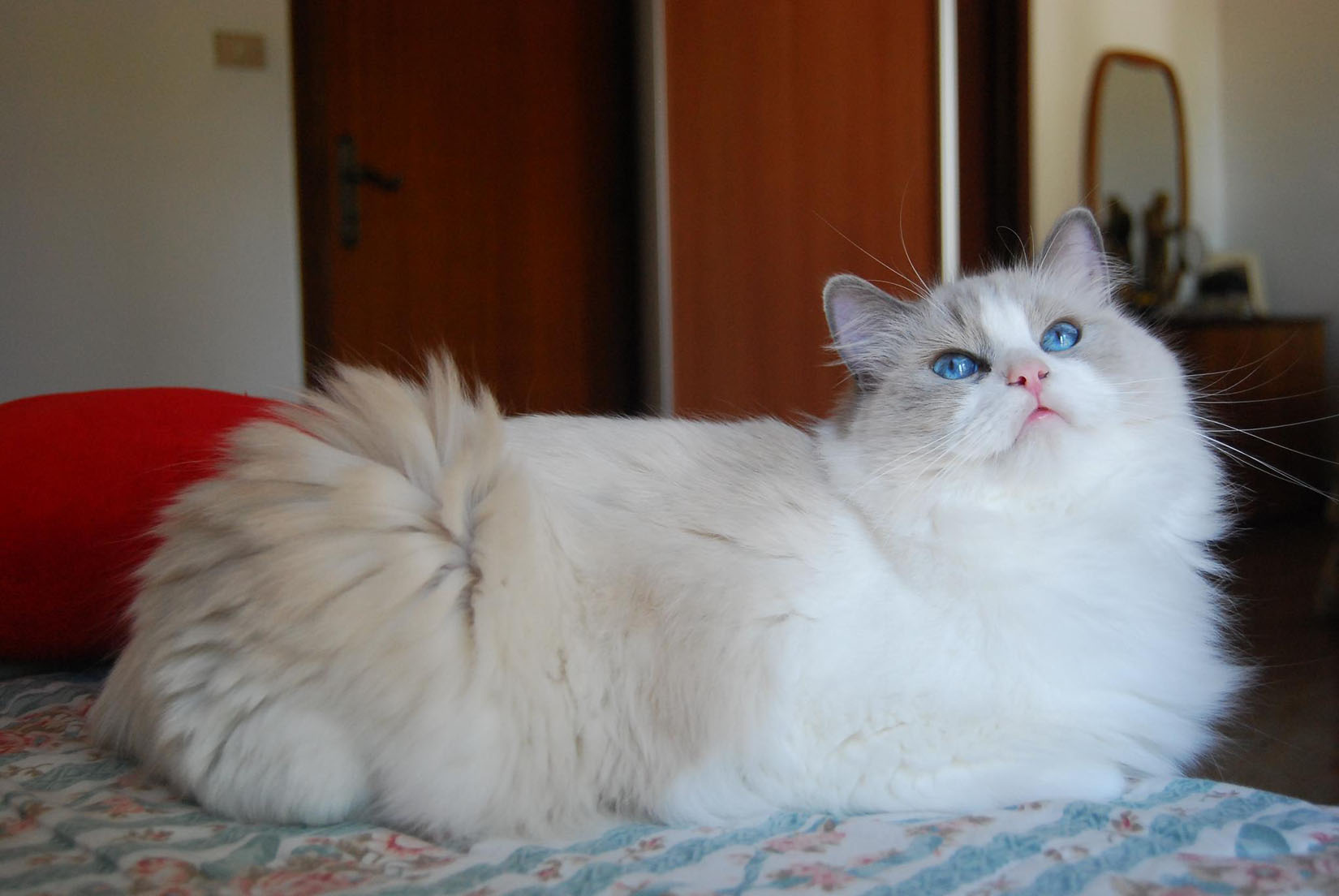 Everything You Need to Know About Bicolor Ragdoll Cats