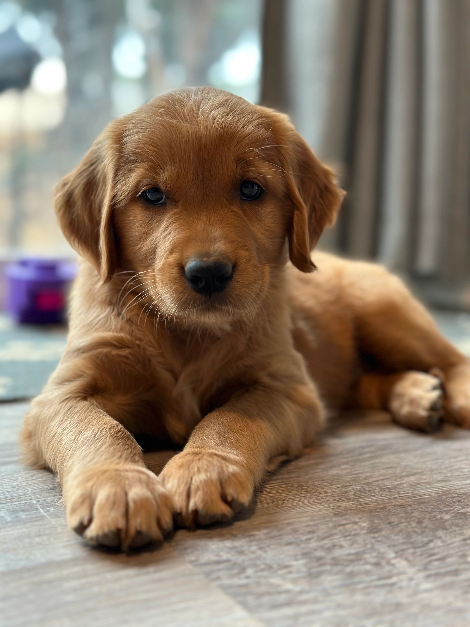 red golden retriever puppies