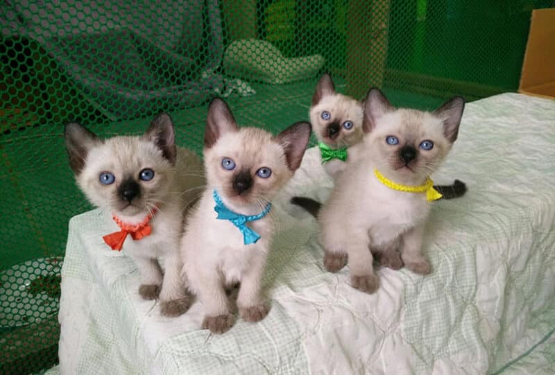 Purebred Blue Point Siamese Kittens for Sale – Adorable & Vocal