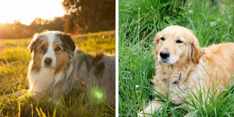 Discover Golden Retriever Australian Shepherd Mix Near Grand Rapids, MI - 2015