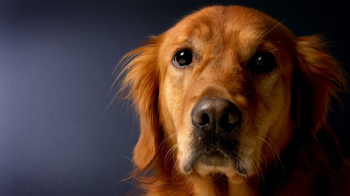 Why Are Golden Retrievers Dying Young? Understanding the Health Crisis