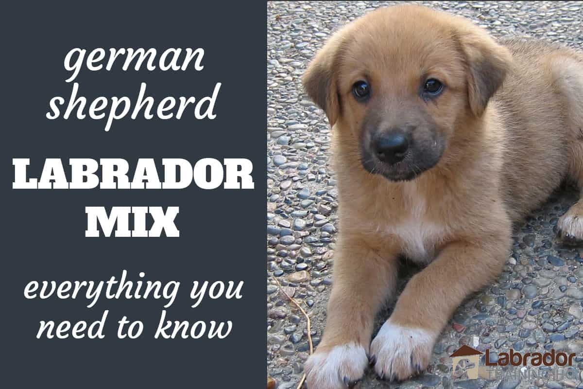 German Shepherd and Lab Mix Puppy: Everything You Need to Know About Shepradors