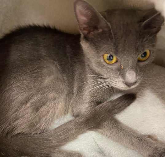 Find a Russian Blue Cat to Adopt: Loving Homes Needed Near Me