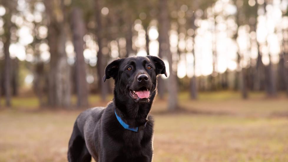 What to Expect from a German Shepherd and Lab Mix (Sheprador)