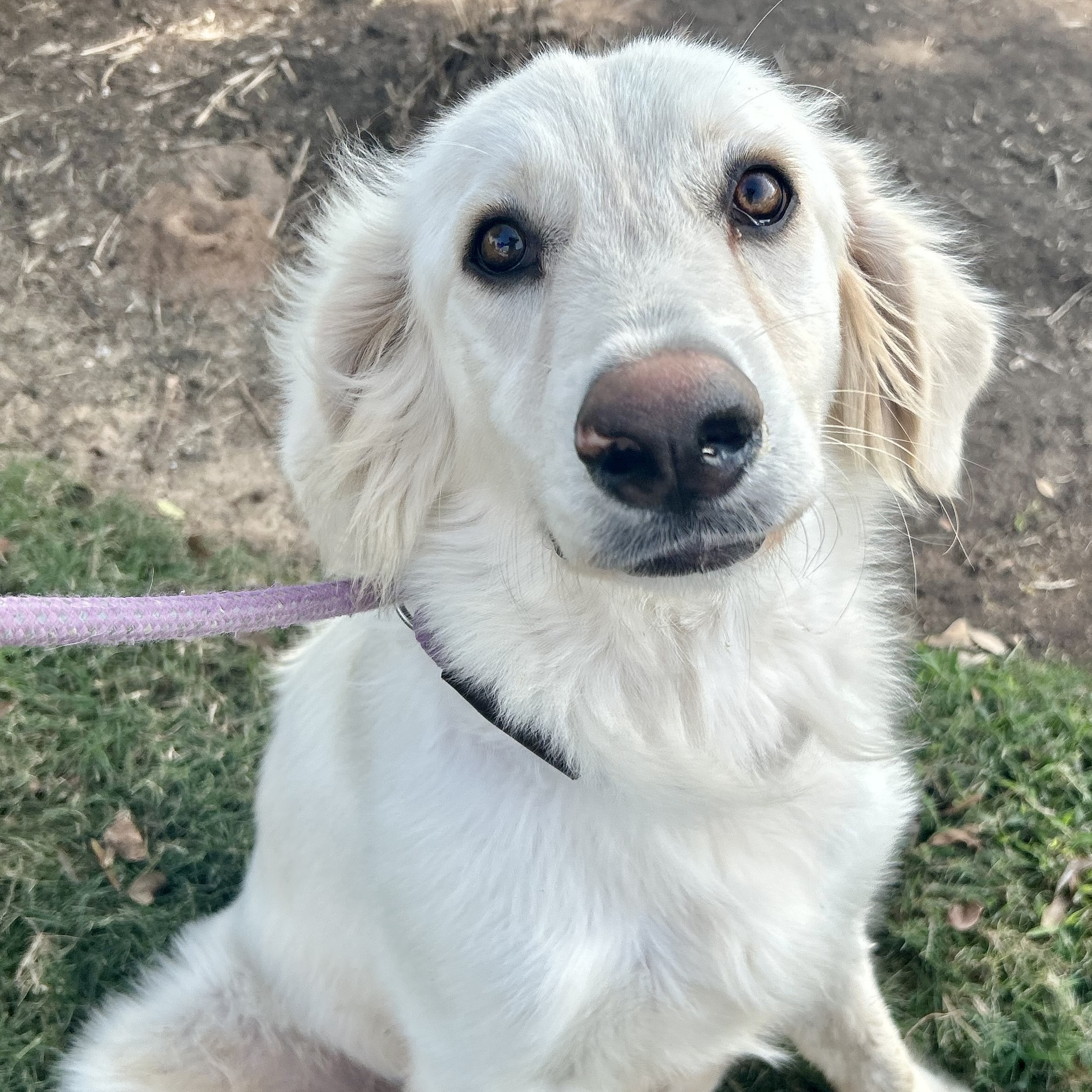 Discover Golden Retriever Australian Shepherd Mix Near Grand Rapids, MI - 2015