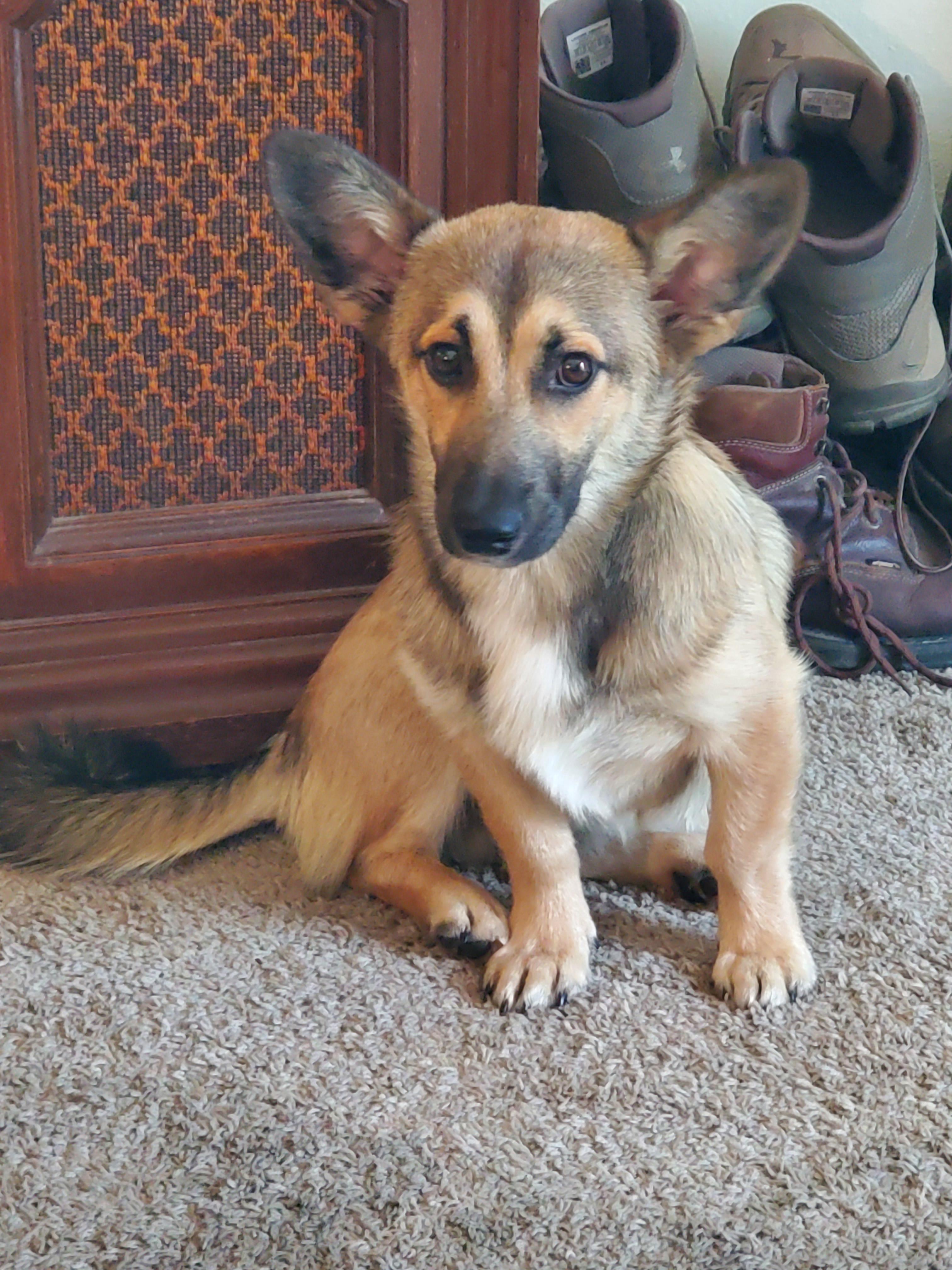 Everything You Need to Know About Corgi Elkhound Mixes