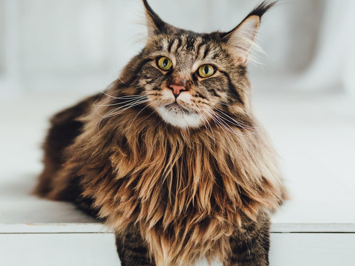 Caring for Your Maine Coon: Tips from a Washington State Cattery