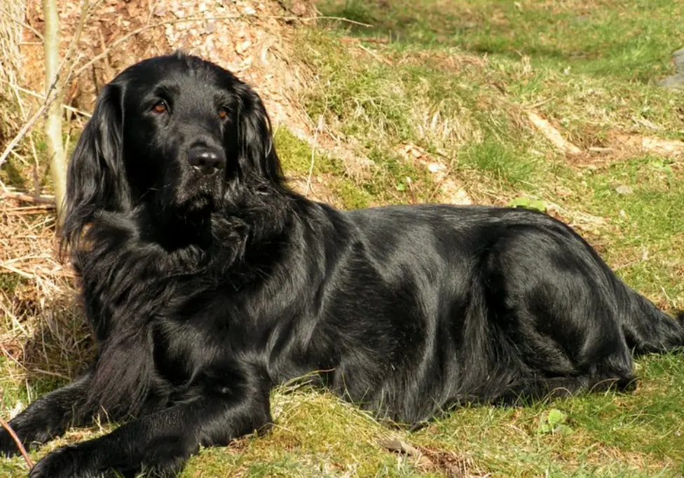 Is the Black Golden Retriever Real? Exploring the Truth Behind the Black Coat