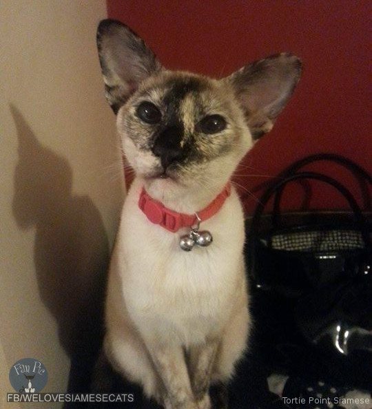 siamese tortoiseshell cat