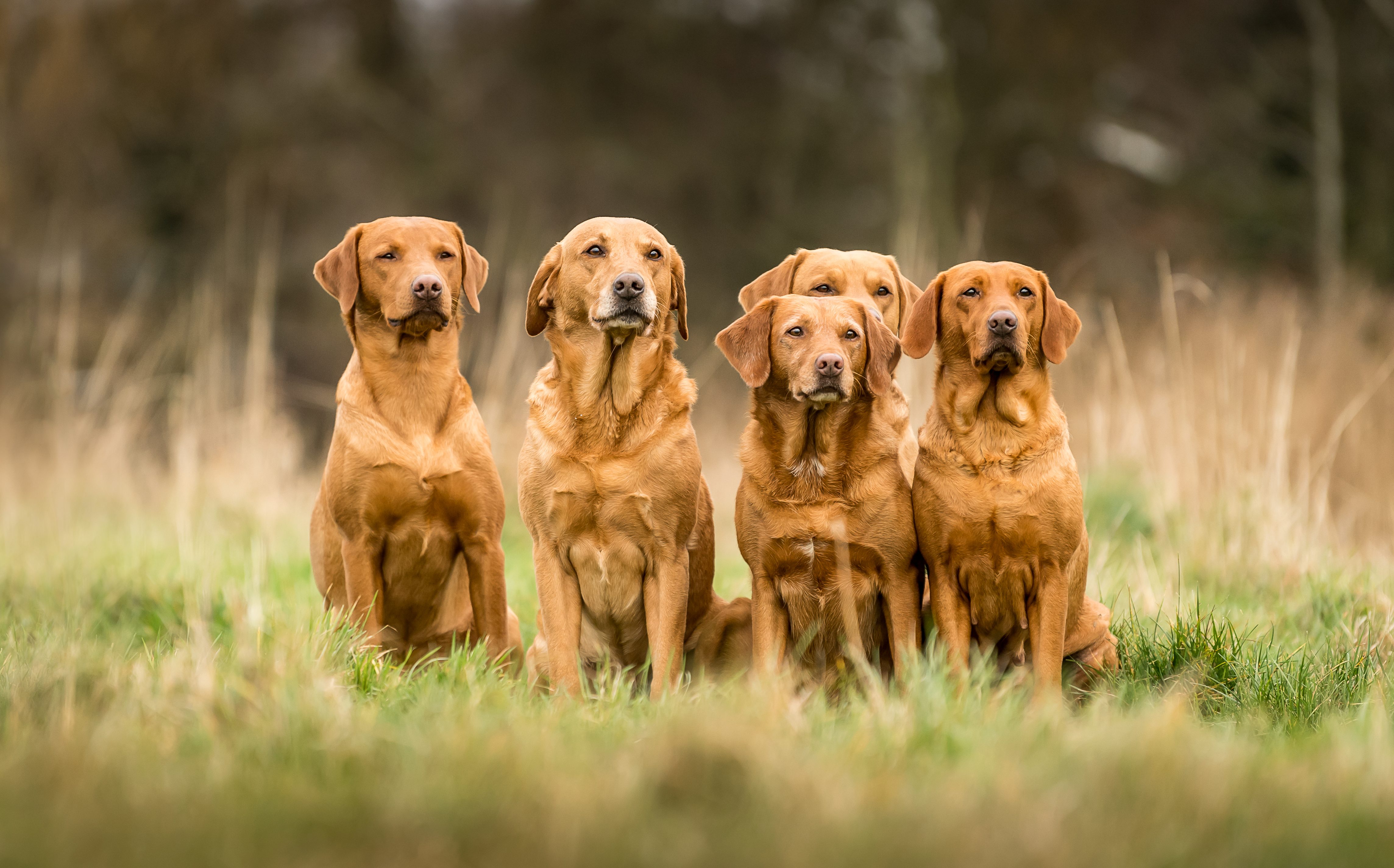 Fox Red Labrador Retrievers: What Makes This Rare Lab Color So Special?