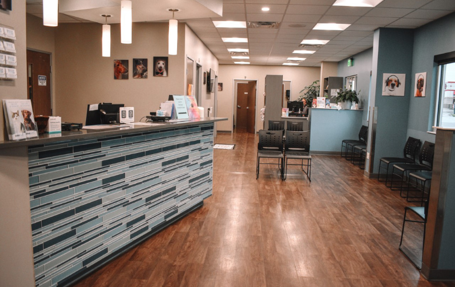 24/7 Emergency Animal Hospital: All City Pet Care is Ready to Help