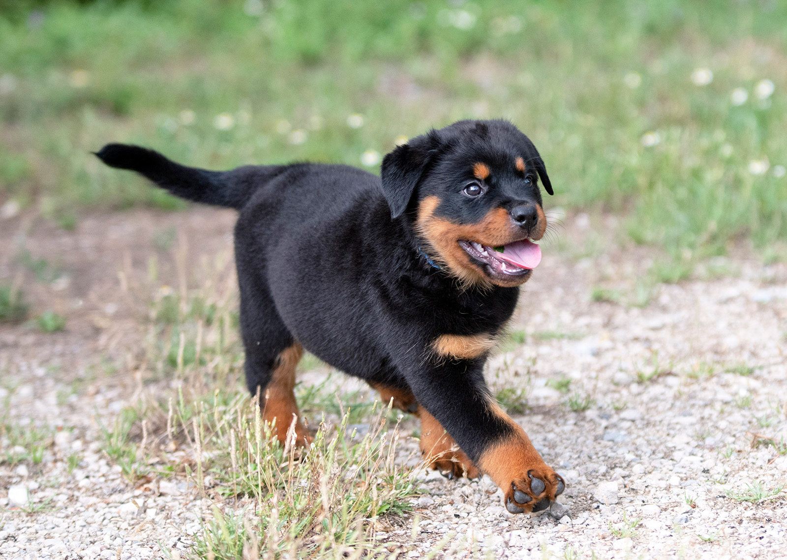 rottweiler puppies for $250