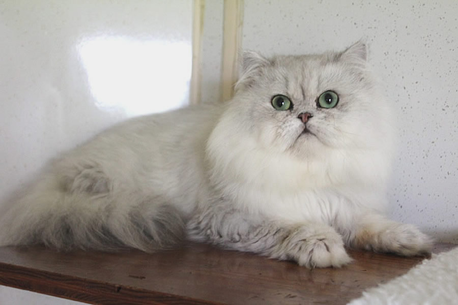 Best Silver Persian Cat Breeders for Purebred Kittens