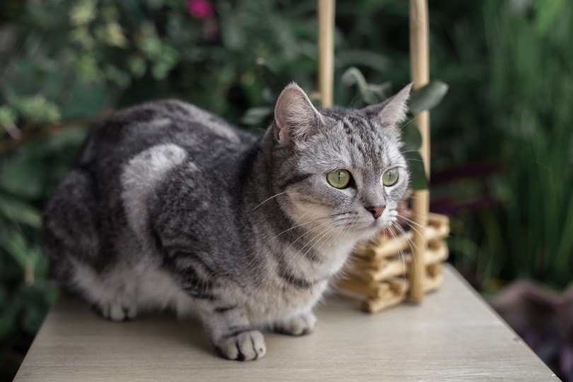 Gray American Shorthair Cat Facts: Appearance, Price & Where to Buy