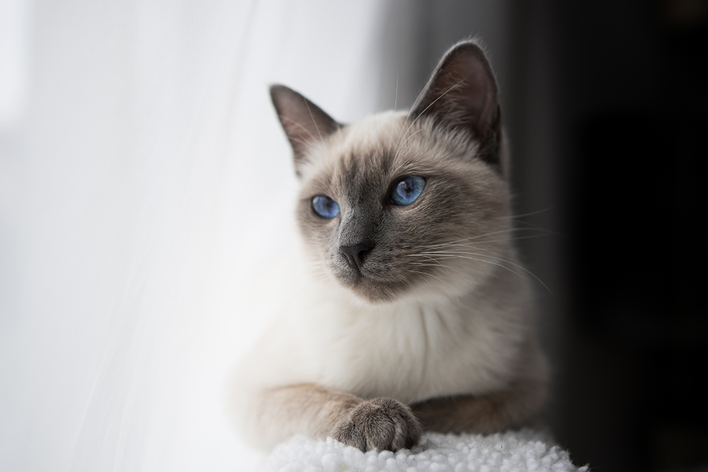 Beautiful Cats That Resemble Siamese: 10 Breeds You Need to Know