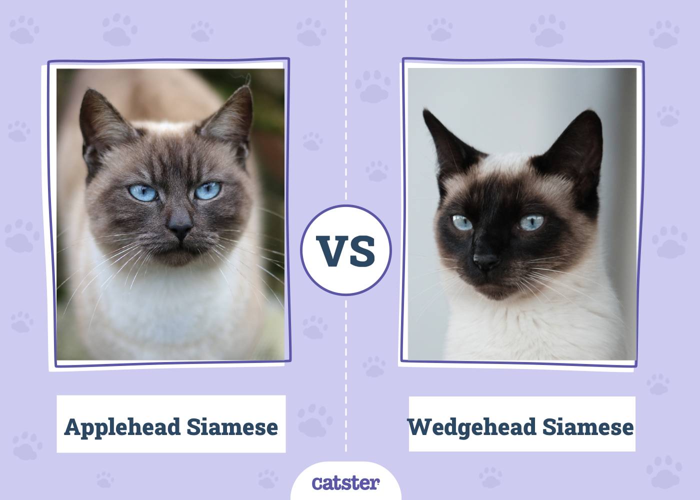 Wedge Head Siamese Cat: Characteristics and Unique Features Explained