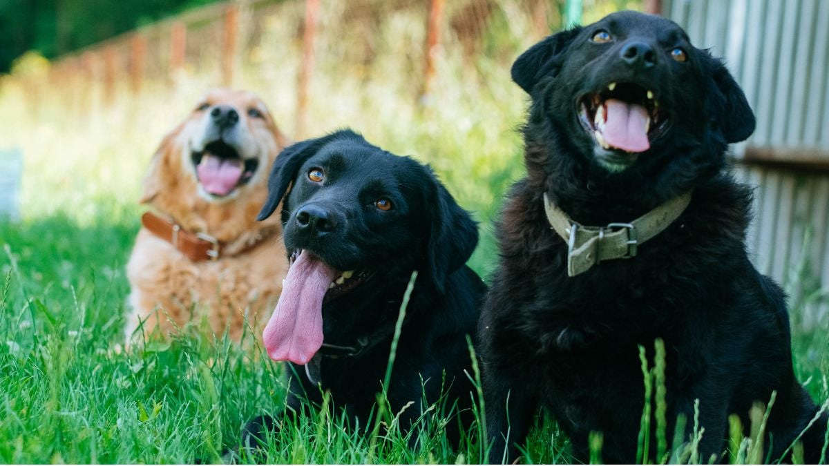 Discover the Truth About Black Golden Retrievers: Myths & Facts