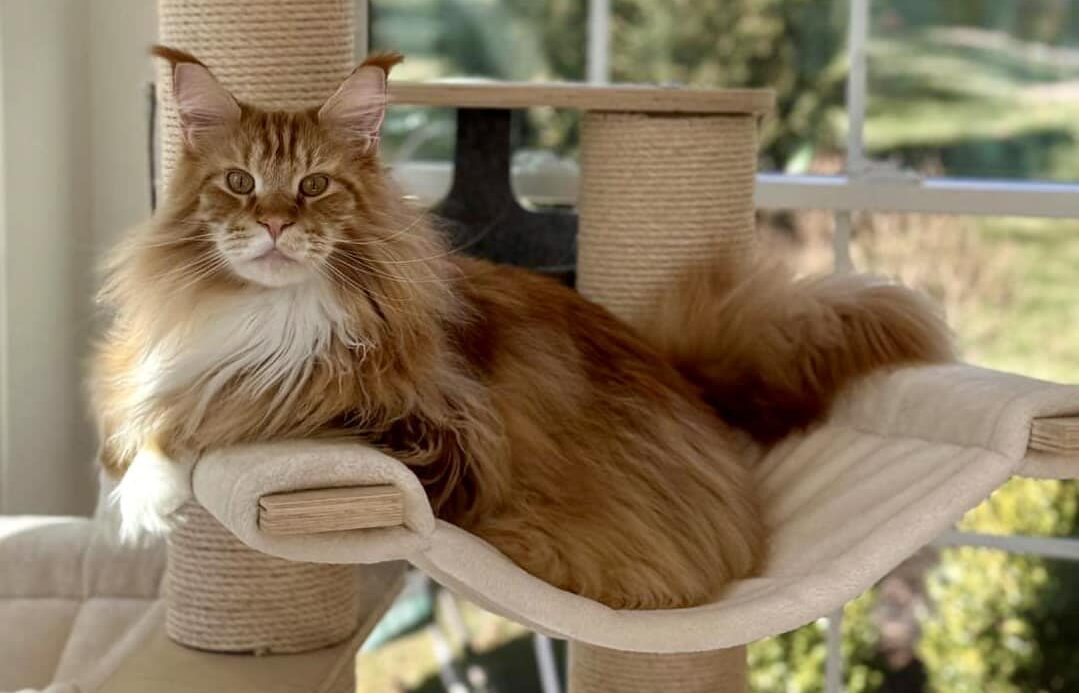Top Maine Coon Cat Breeders in Maine: Find Healthy & Loving Kittens