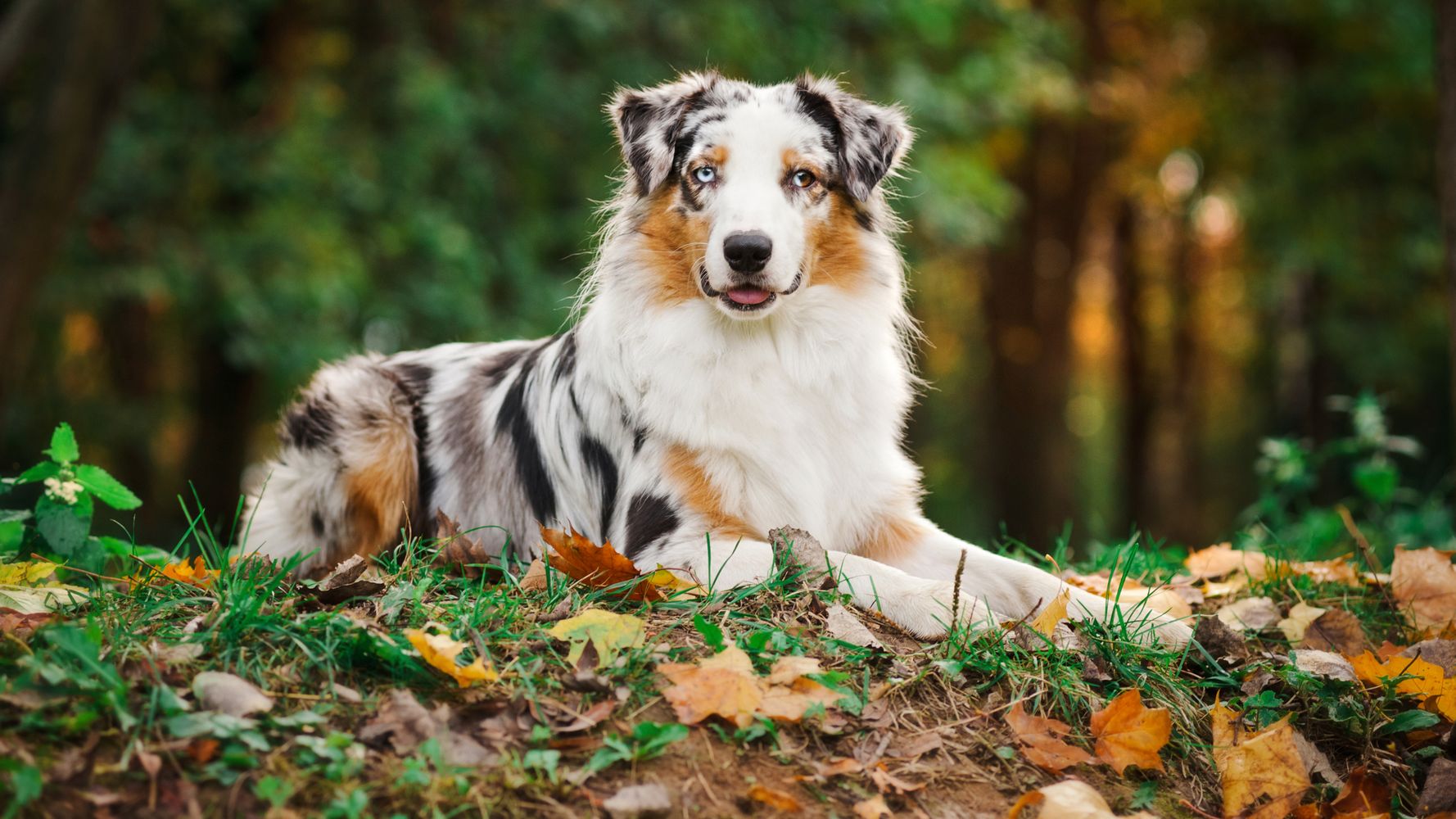 Find a Golden Retriever Australian Shepherd Mix Near Grand Rapids, MI
