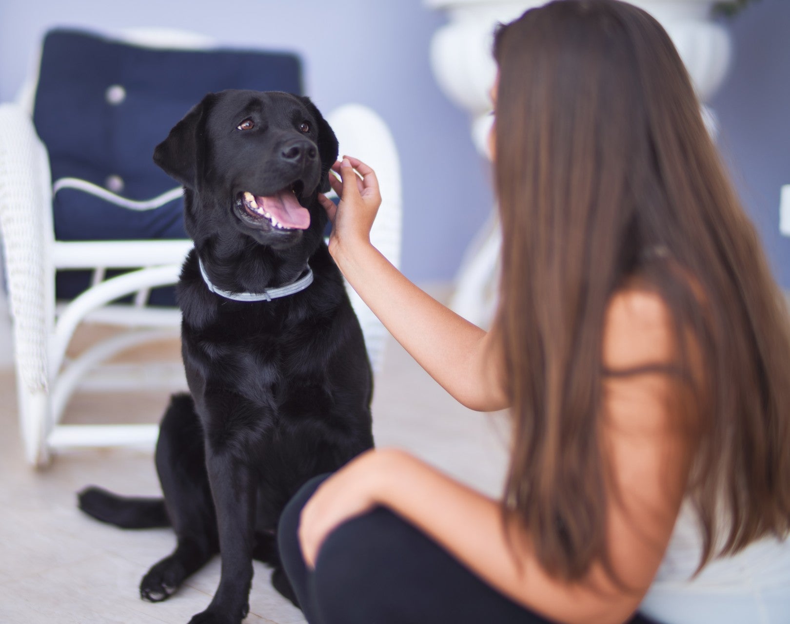 Pet Supplies in Cantley, CA – Your One-Stop Shop for Food, Toys & Essentials