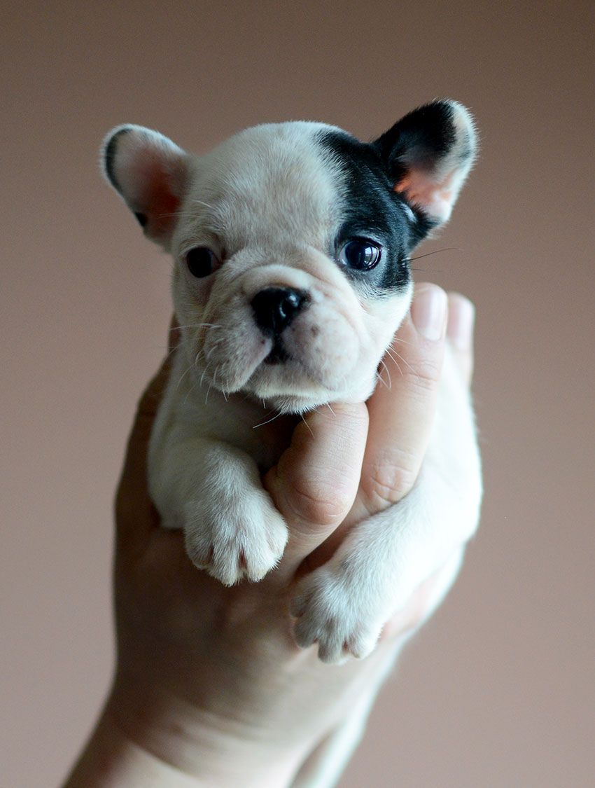 Everything You Need to Know About Mini French Bulldogs: Size, Health, and Care