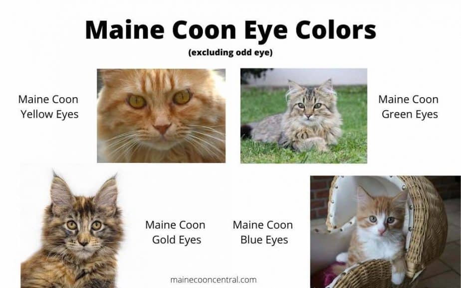 Is Your Cat Part Maine Coon? Signs of a Half Maine Coon Mix
