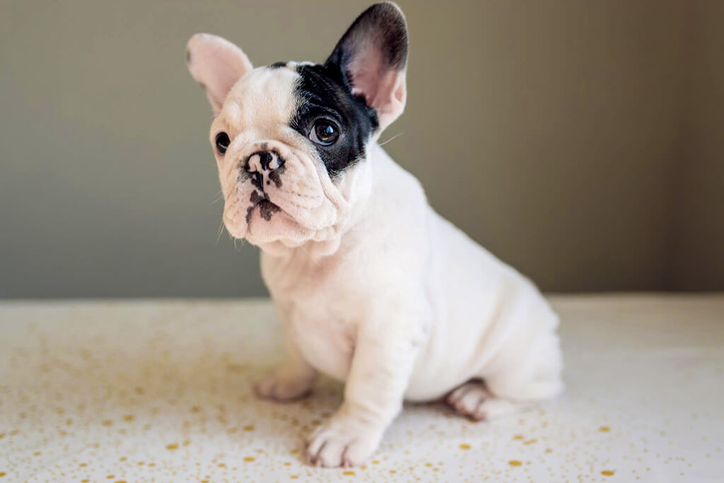 Popular French Bulldog Mix Breeds: Discover the Best Combinations
