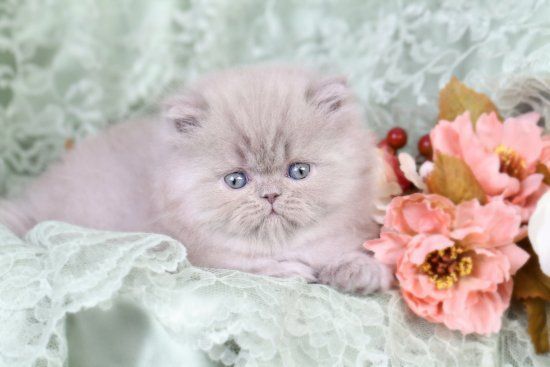 lilac persian cat