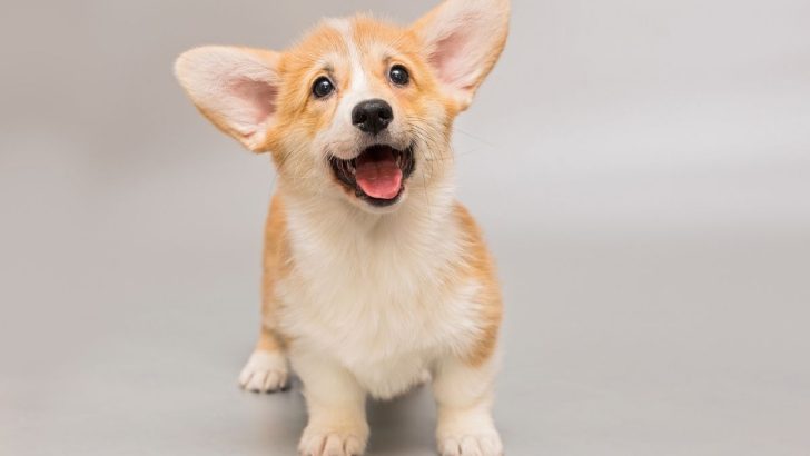 How Much to Feed a Corgi Puppy: A Complete Guide for New Owners