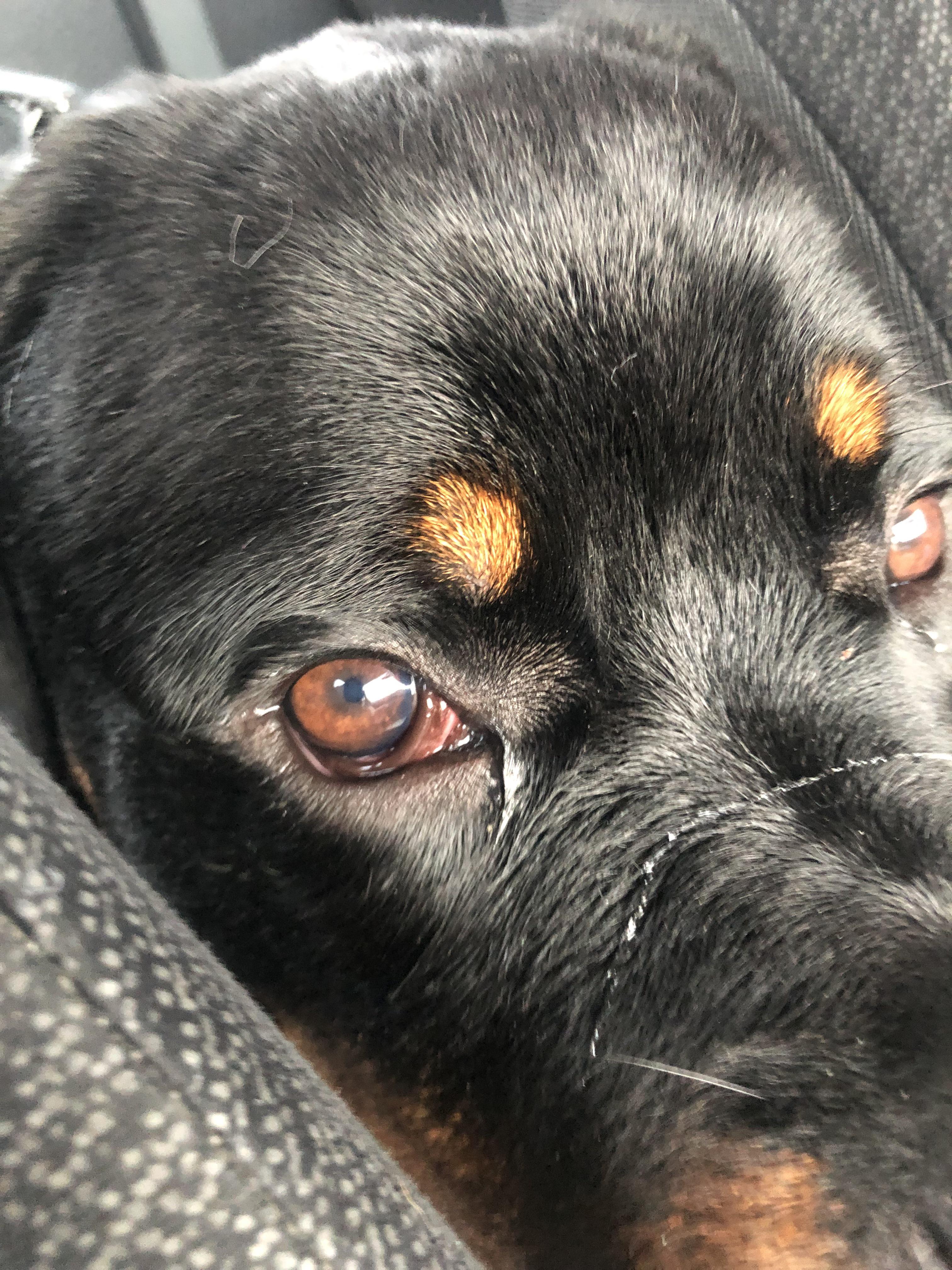 rottweiler eye problems