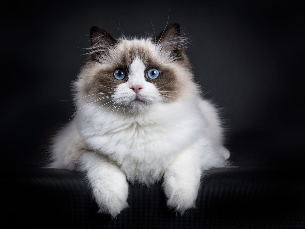 Discover the Unique Traits of Blue Bicolor Ragdoll Cats