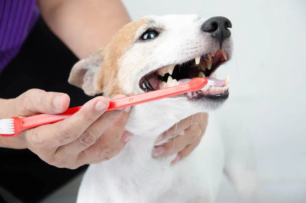 Affordable Pet Teeth Cleaning Near Me: Best Options for Your Pet