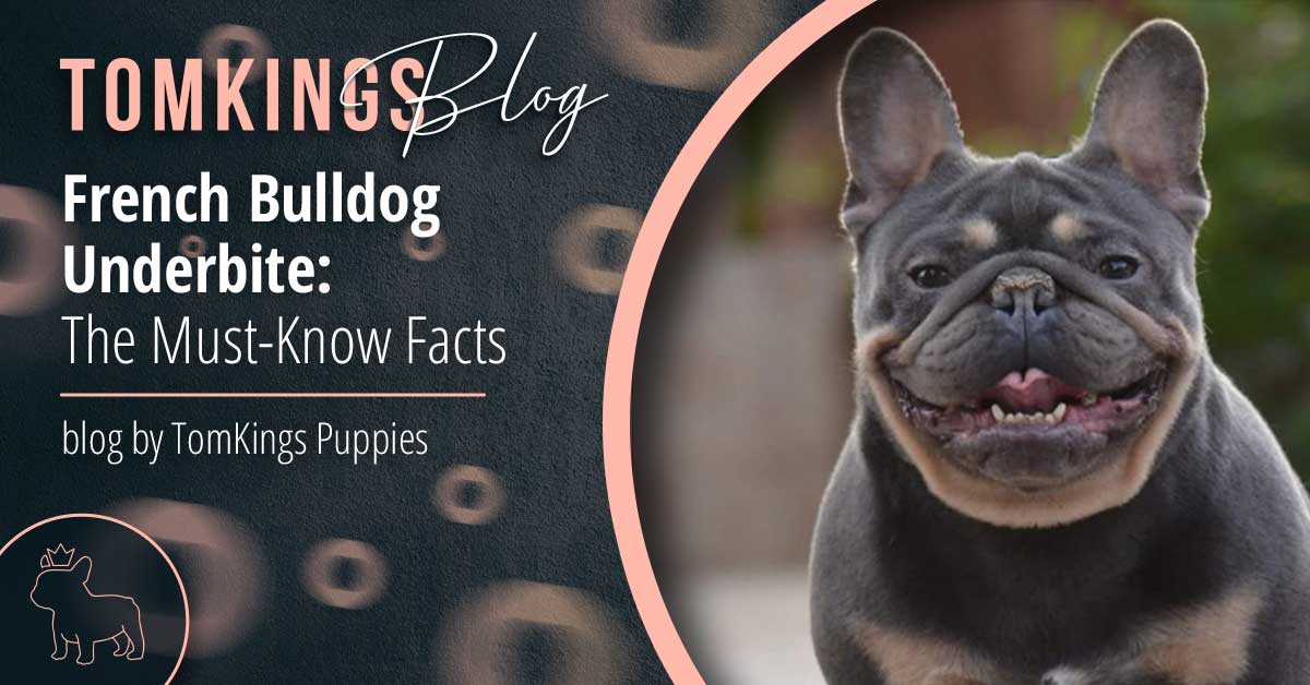 Understanding Bulldog Underbite: What It Is and How to Manage It