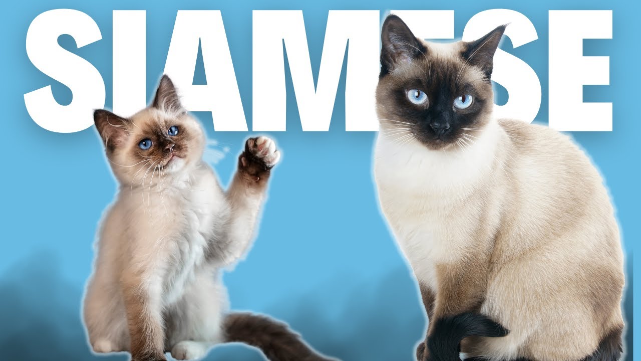 Discover the Siamese Mixed Cat: Personality, Appearance, and Care Tips