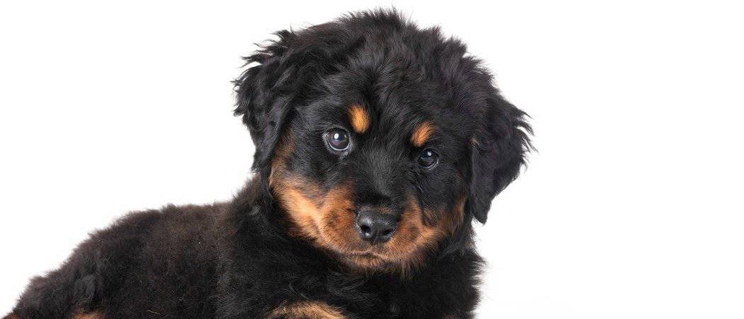 Long Haired Rottweiler: Everything You Need to Know