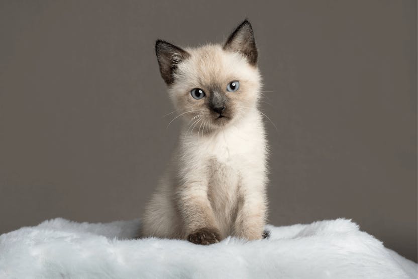 What to Expect from a Half Siamese Cat: A Comprehensive Guide