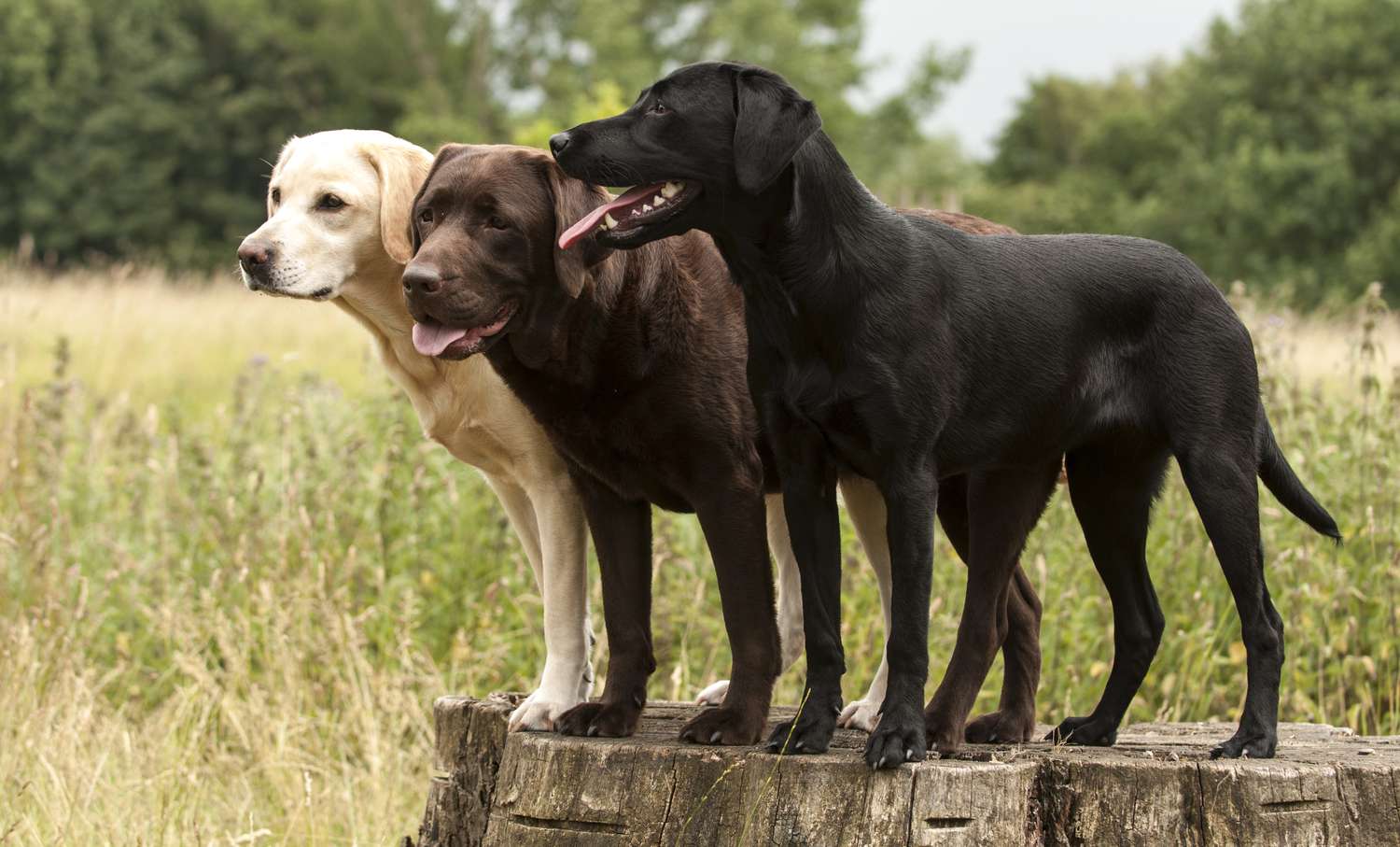 Long Hair Labrador Retriever: What You Need to Know About This Rare Variant