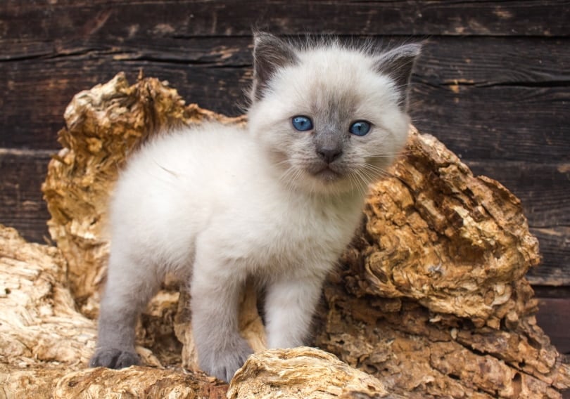 Where to Find Siamese Cats Near Me for Sale – Top Listings and Breeders